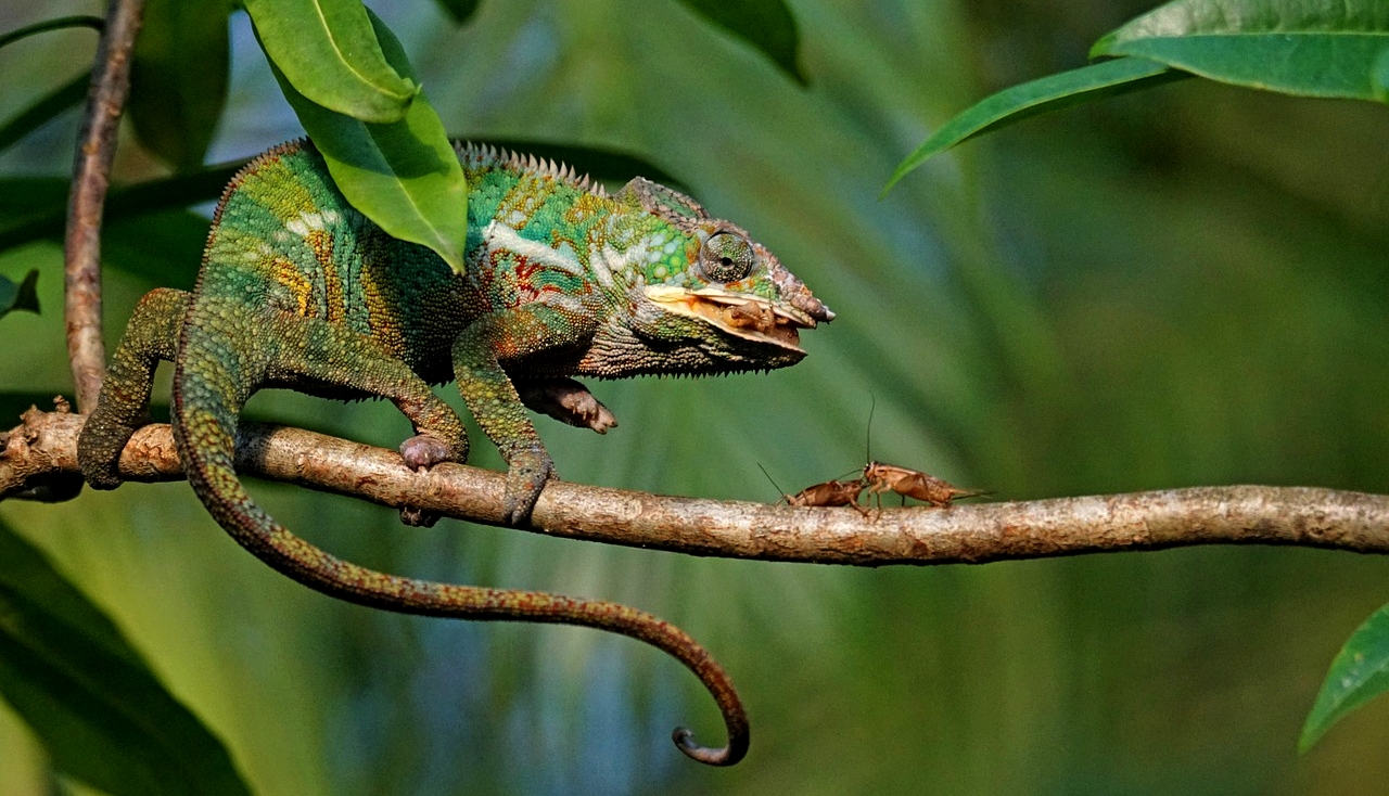 panther-chameleon-1161340_1280